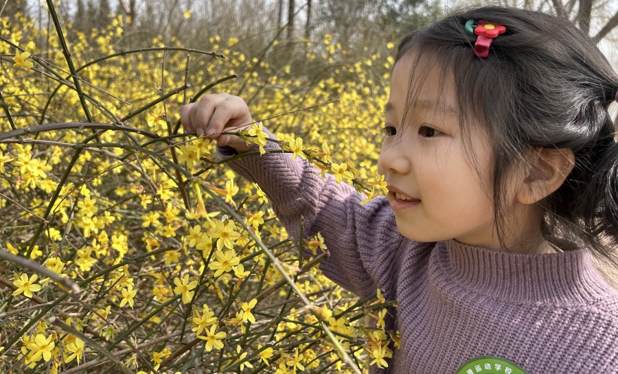 迎春花開(kāi)1(3440410)-20230317161312.jpg